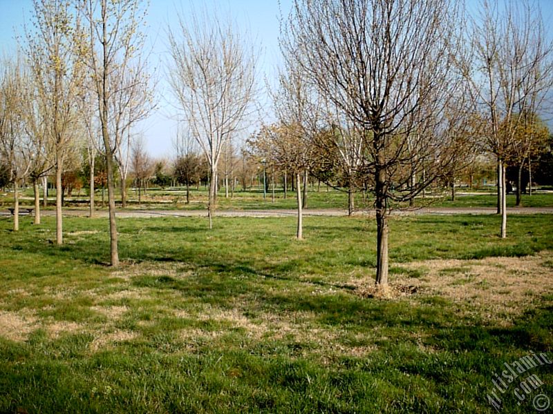 Bursa Botanik Park�ndan bir manzara.
