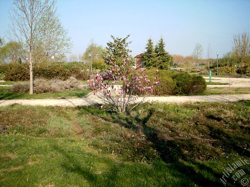 Bursa Botanik Park�ndan bir manzara.
