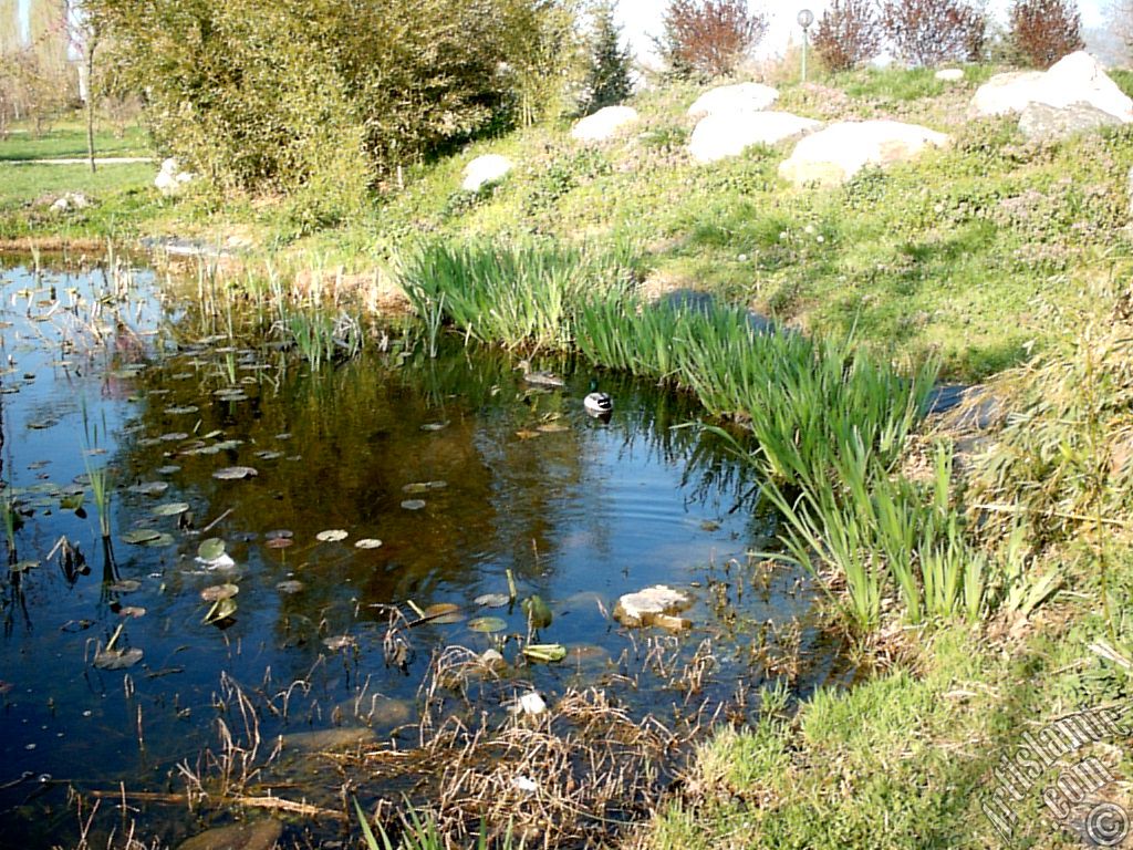 Bursa Botanik Park�ndan bir manzara.
