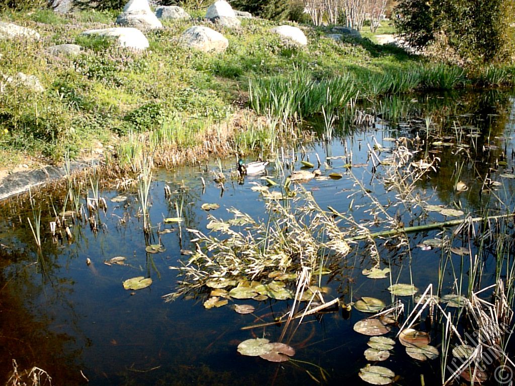 Bursa Botanik Park�ndan bir manzara.
