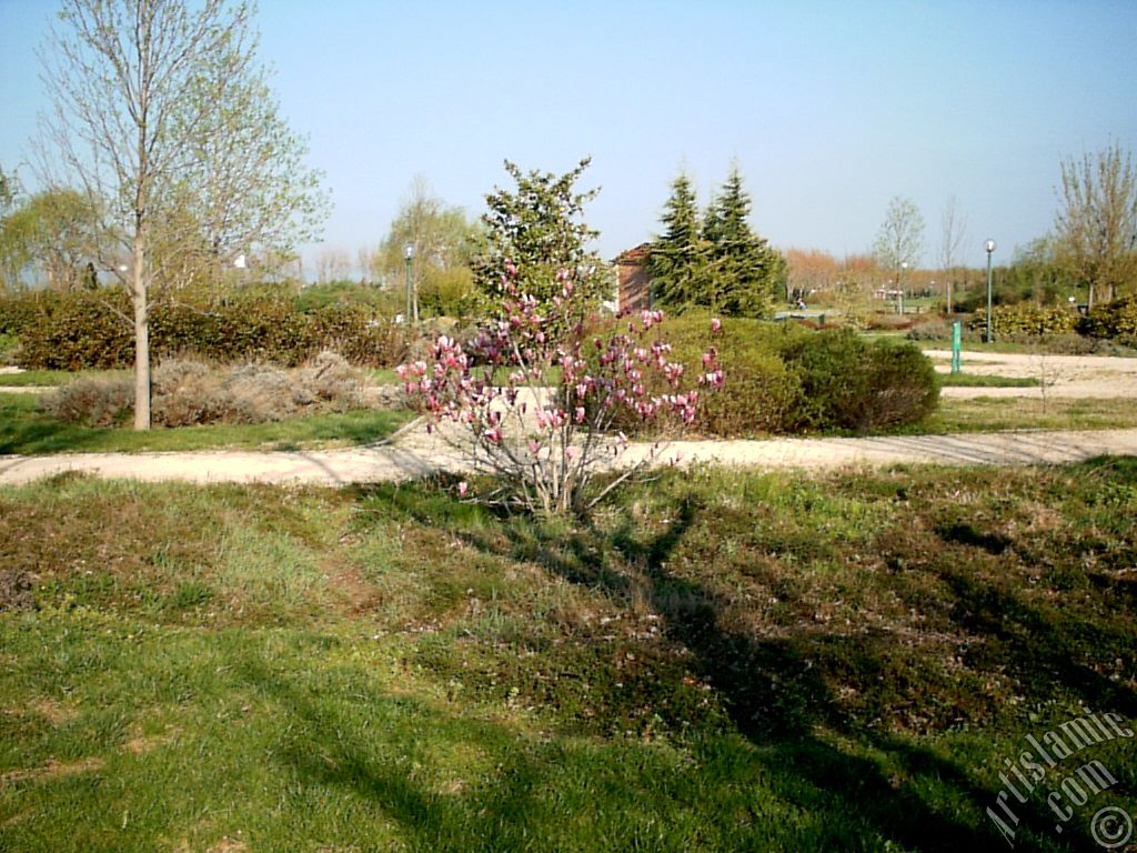 Bursa Botanik Park�ndan bir manzara.
