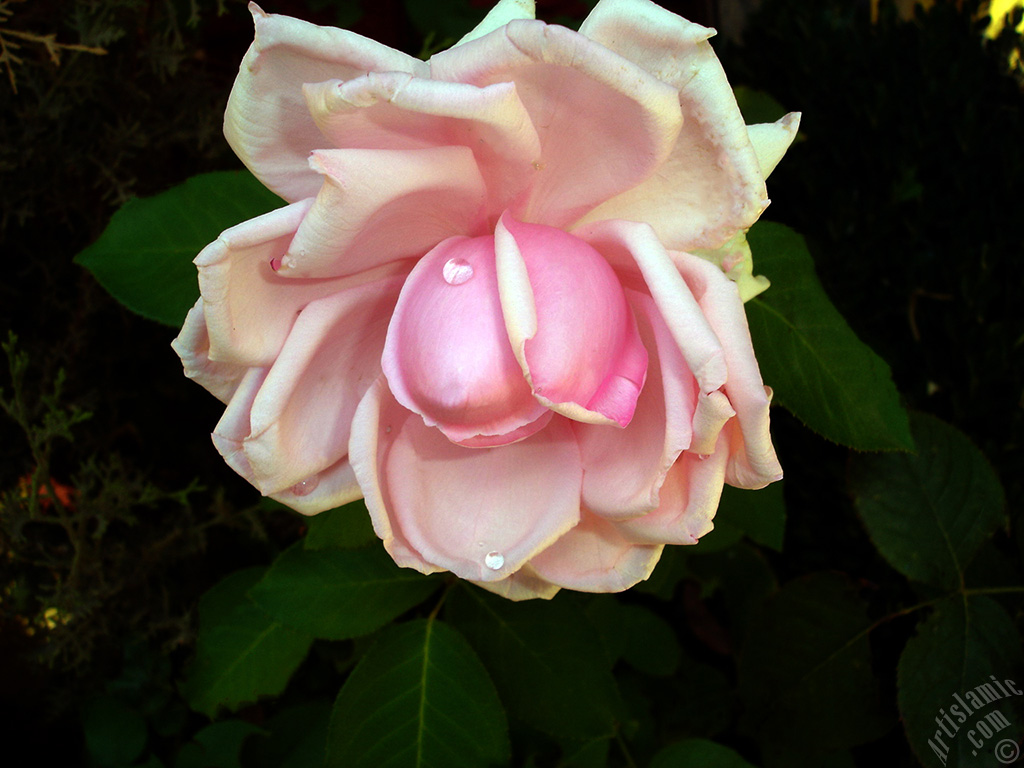 Pembe g�l resmi.
