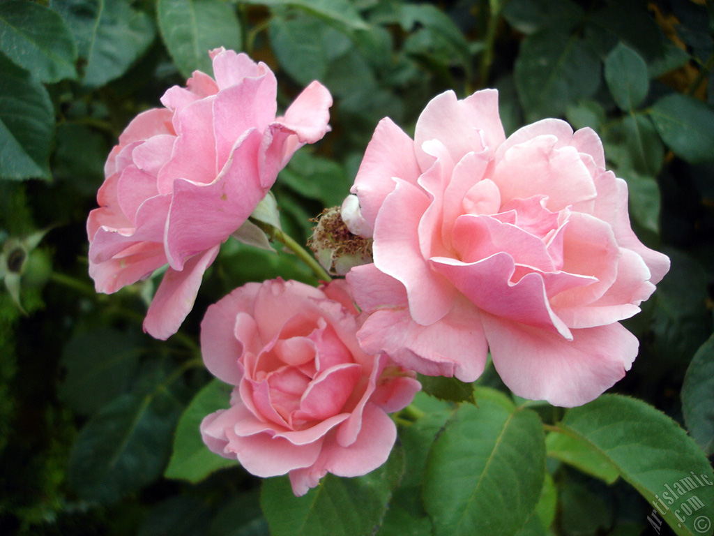 Pink rose photo.
