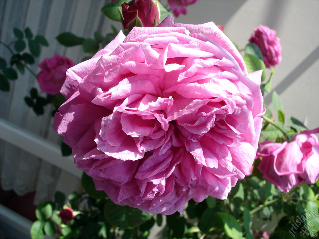 Pink rose photo.
