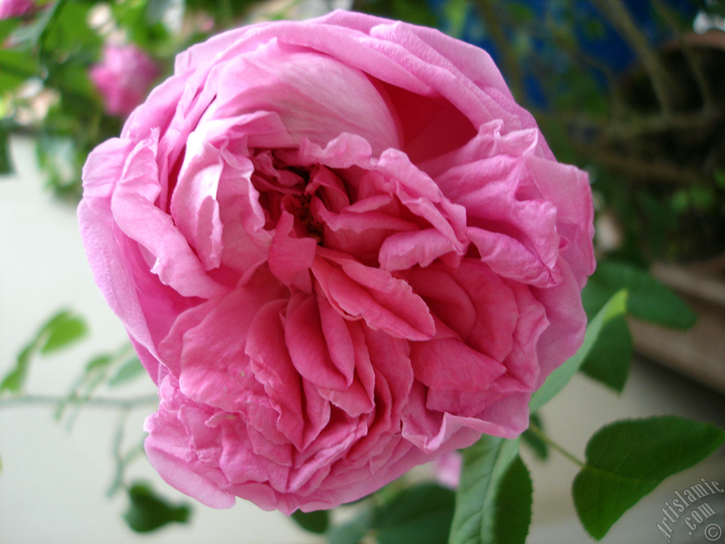 Pembe g�l resmi.
