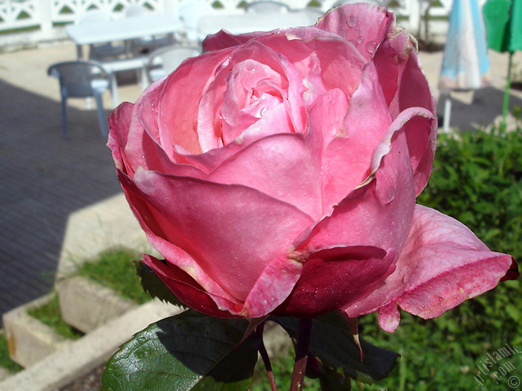 Pembe g�l resmi.
