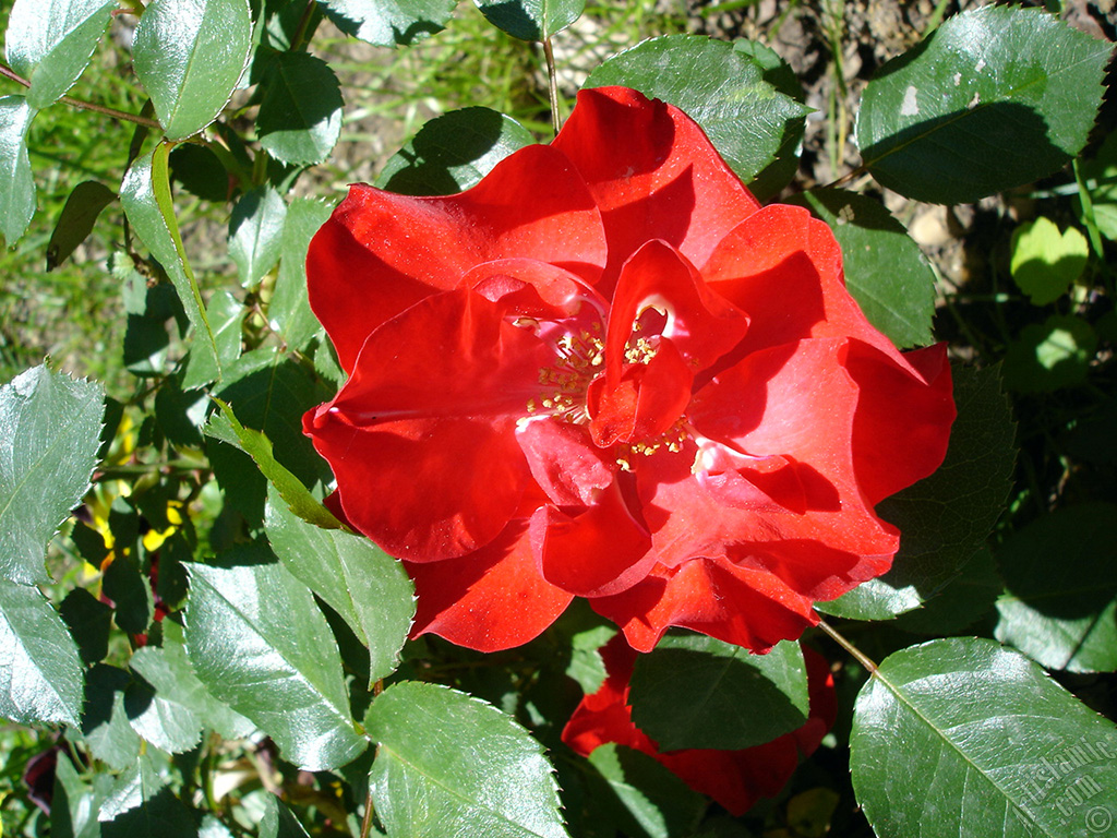 Red rose photo.
