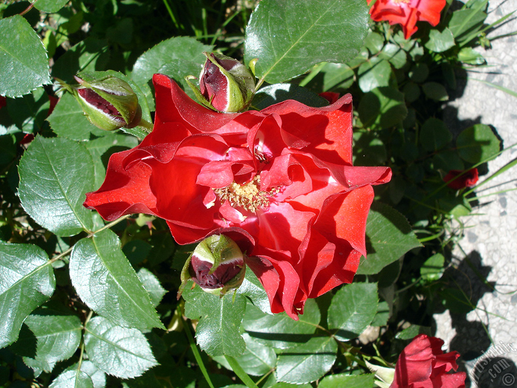 Red rose photo.
