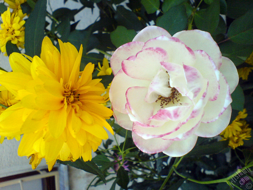 Variegated (mottled) rose photo.
