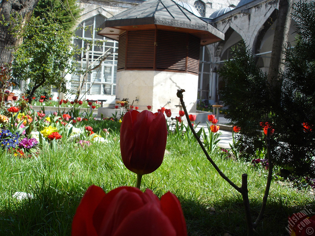Red Turkish-Ottoman Tulip photo.
