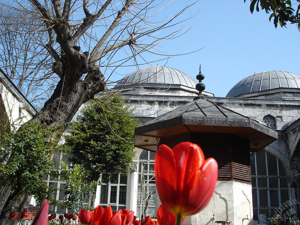 Red Turkish-Ottoman Tulip photo.
