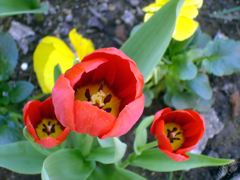 Red Turkish-Ottoman Tulip photo.
