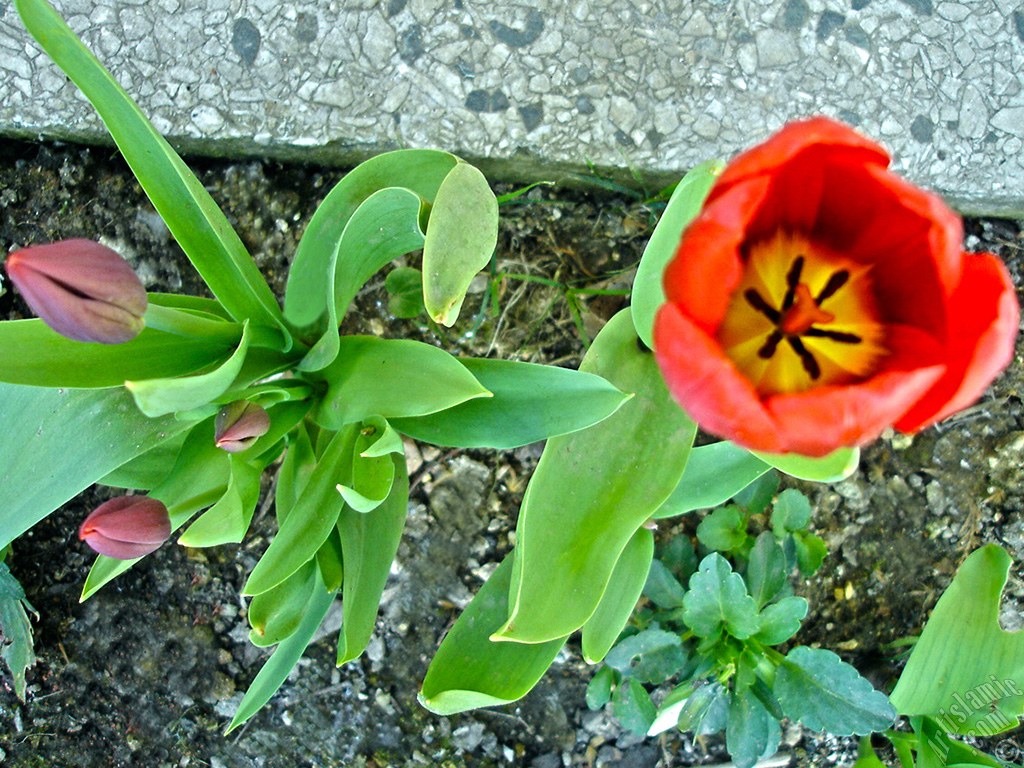 Red Turkish-Ottoman Tulip photo.
