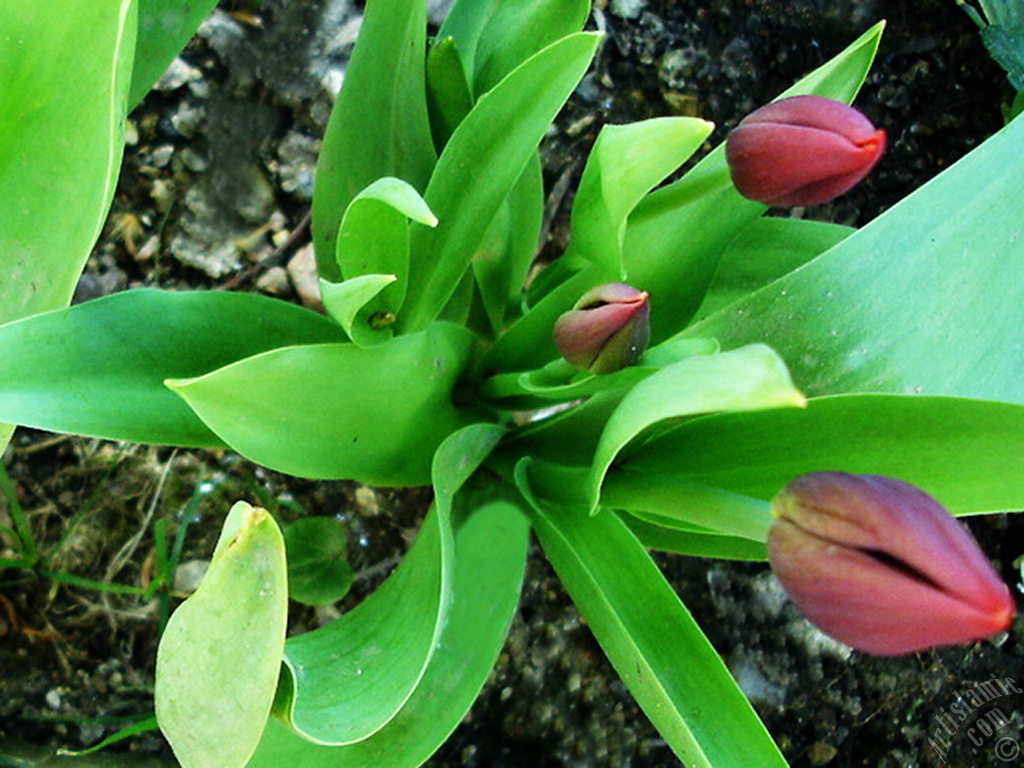 Red Turkish-Ottoman Tulip photo.
