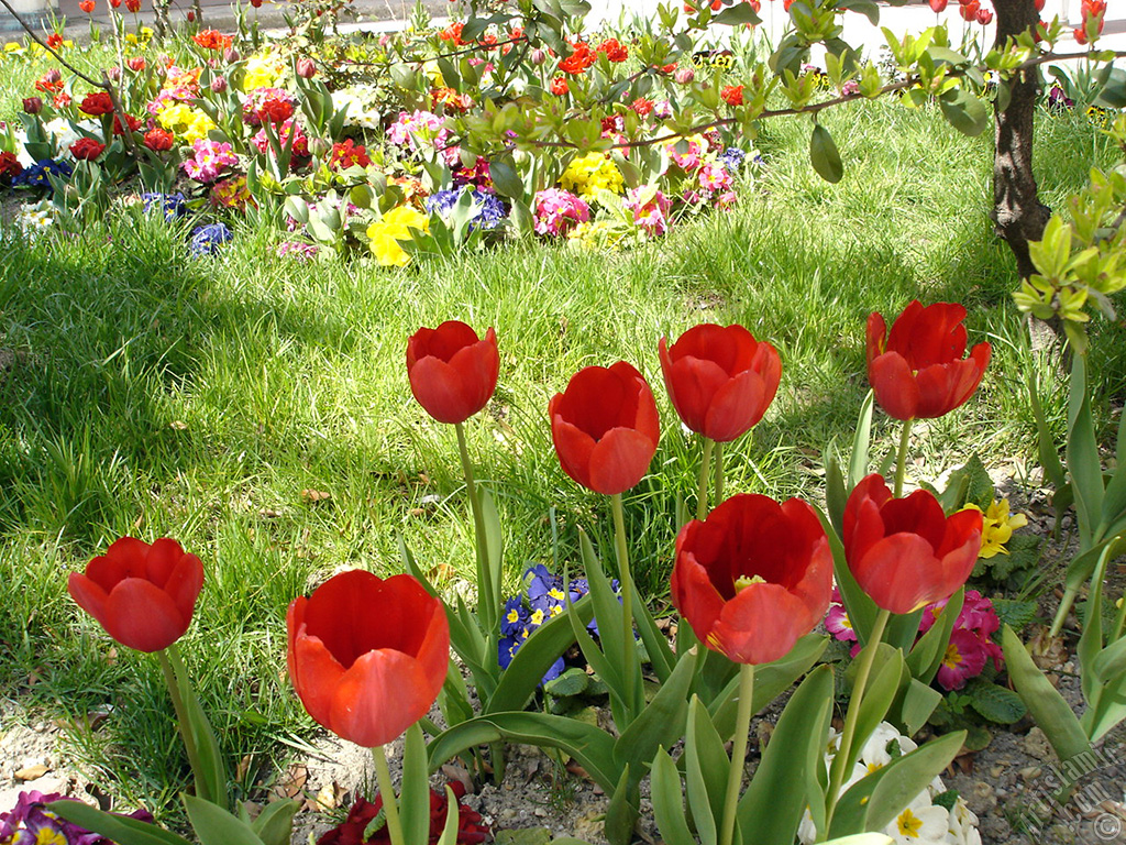 Red Turkish-Ottoman Tulip photo.

