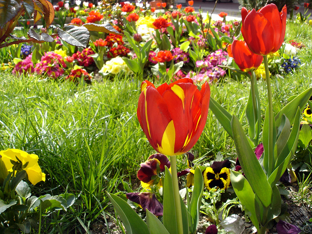 Red-yellow color Turkish-Ottoman Tulip photo.
