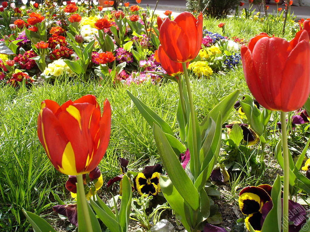 Red-yellow color Turkish-Ottoman Tulip photo.
