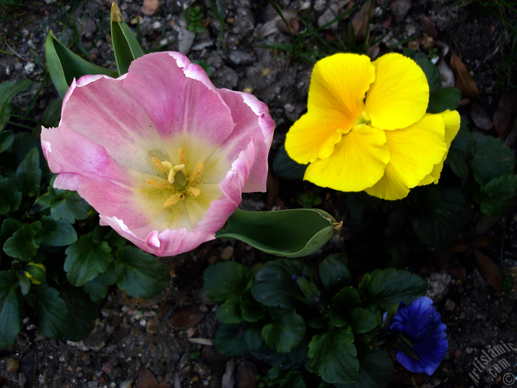 Pink color Turkish-Ottoman Tulip photo.
