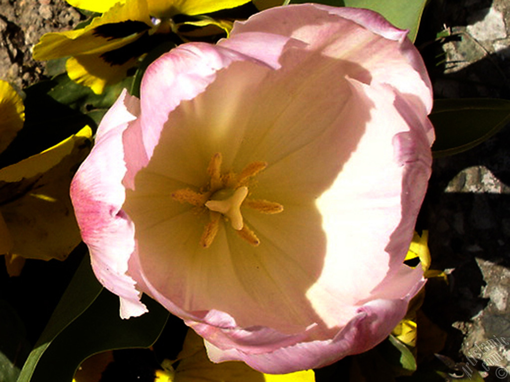 Pink color Turkish-Ottoman Tulip photo.
