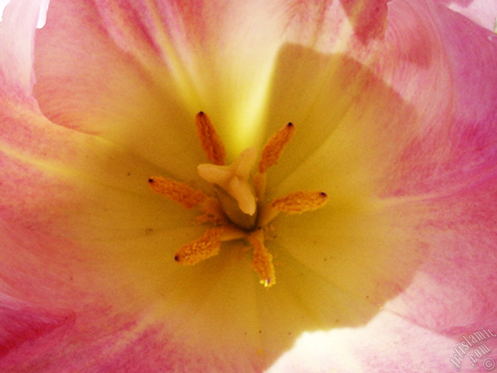 Pink color Turkish-Ottoman Tulip photo.
