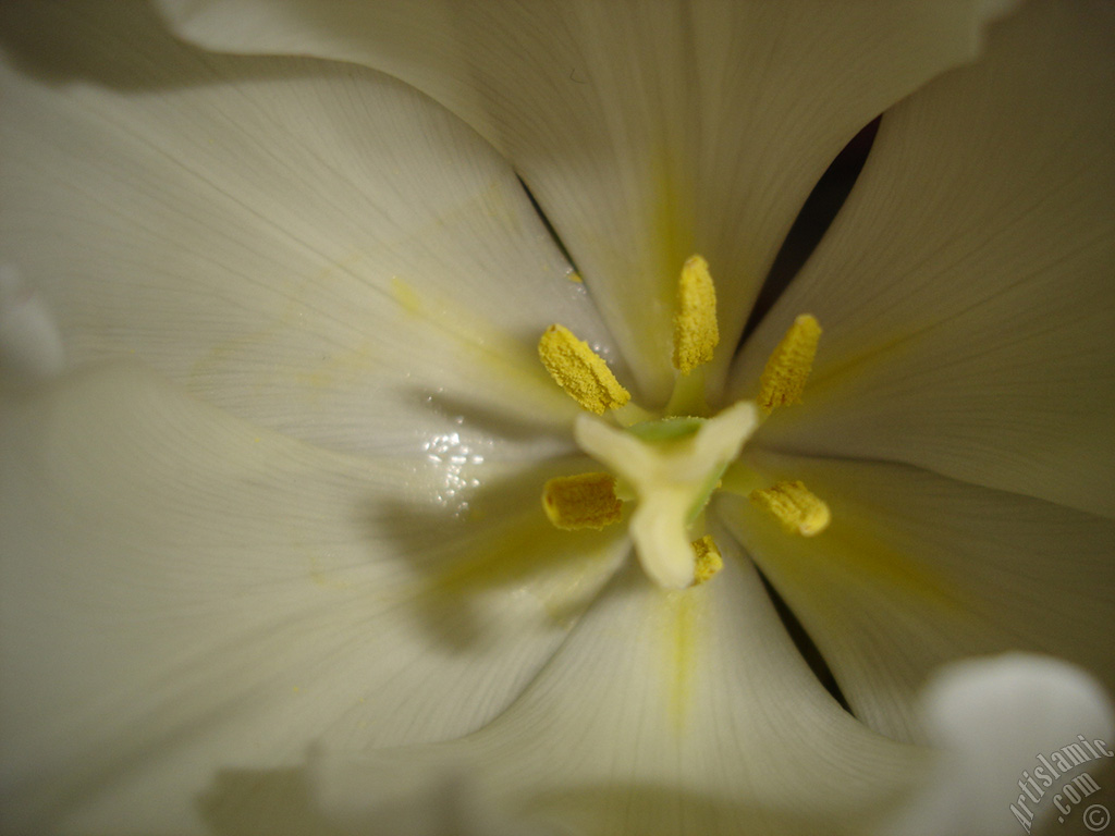 White color Turkish-Ottoman Tulip photo.
