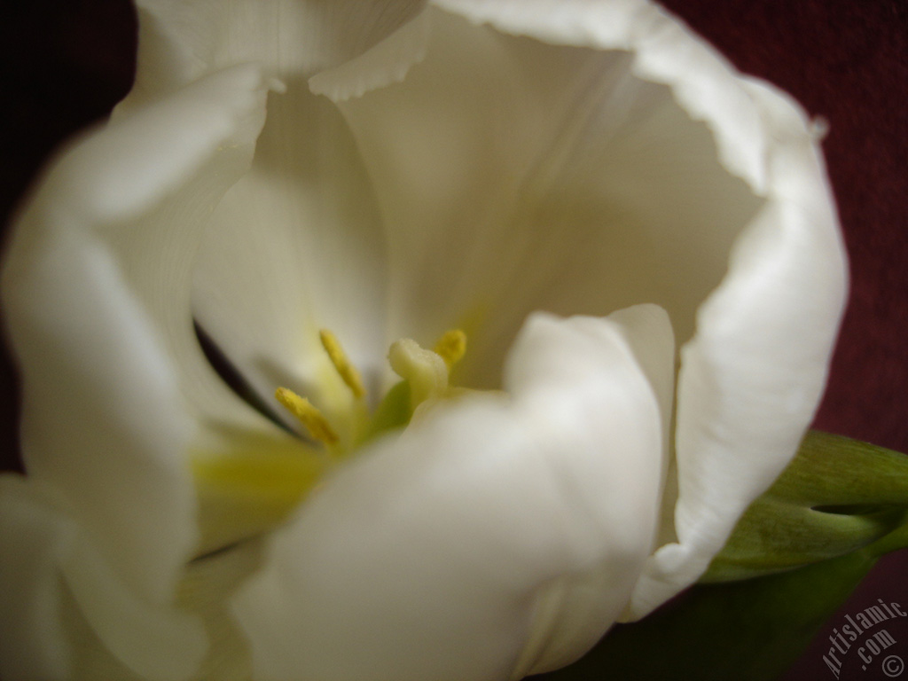 White color Turkish-Ottoman Tulip photo.
