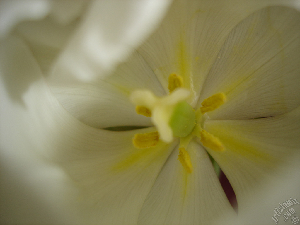 White color Turkish-Ottoman Tulip photo.
