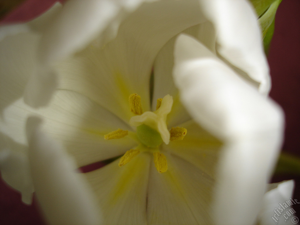 White color Turkish-Ottoman Tulip photo.
