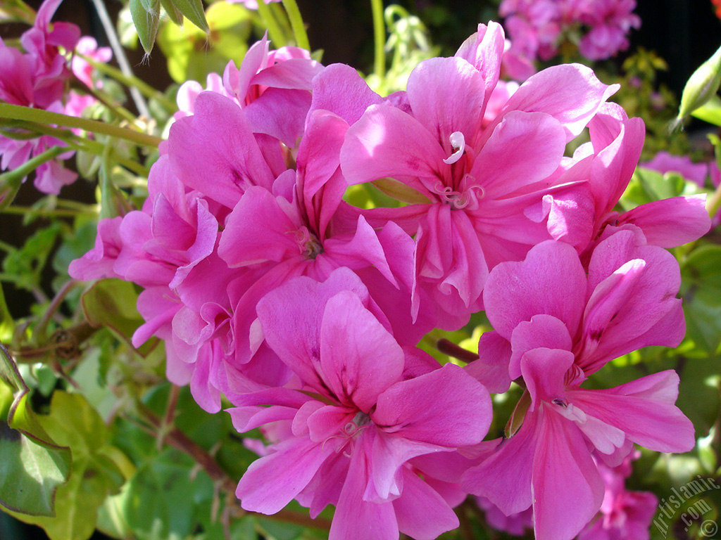 Pembe sardunya �i�e�i resmi.

