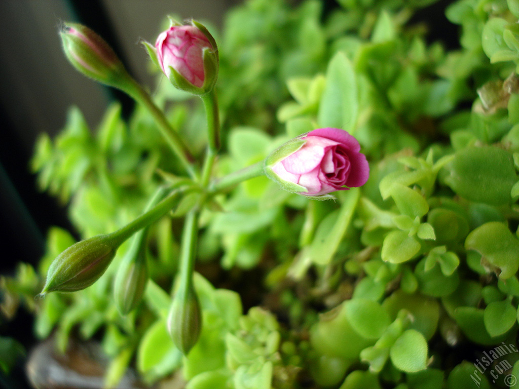 Newly coming out pink color Pelargonia -Geranium- flower.

