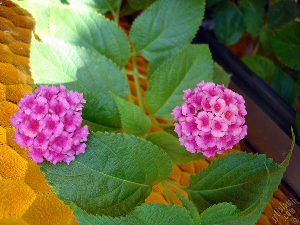 Lantana camara -bush lantana- flower.
