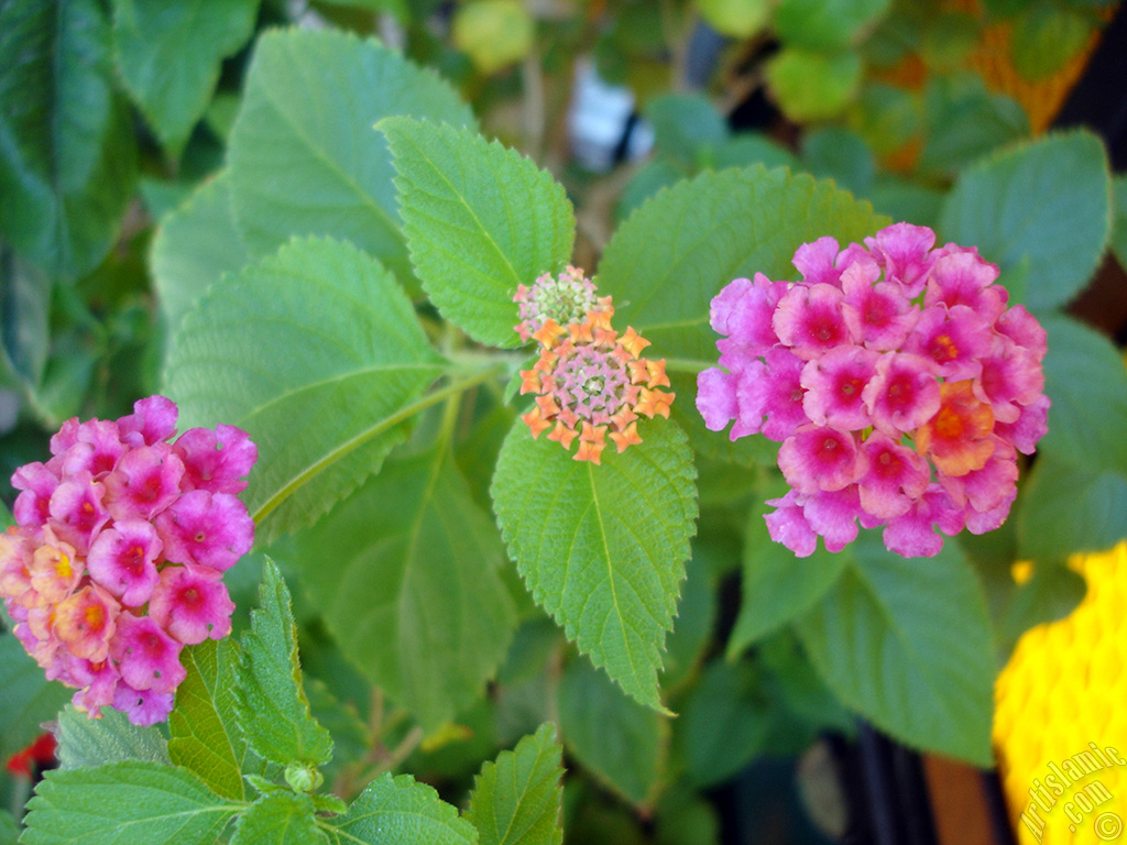 Lantana camara -bush lantana- flower.
