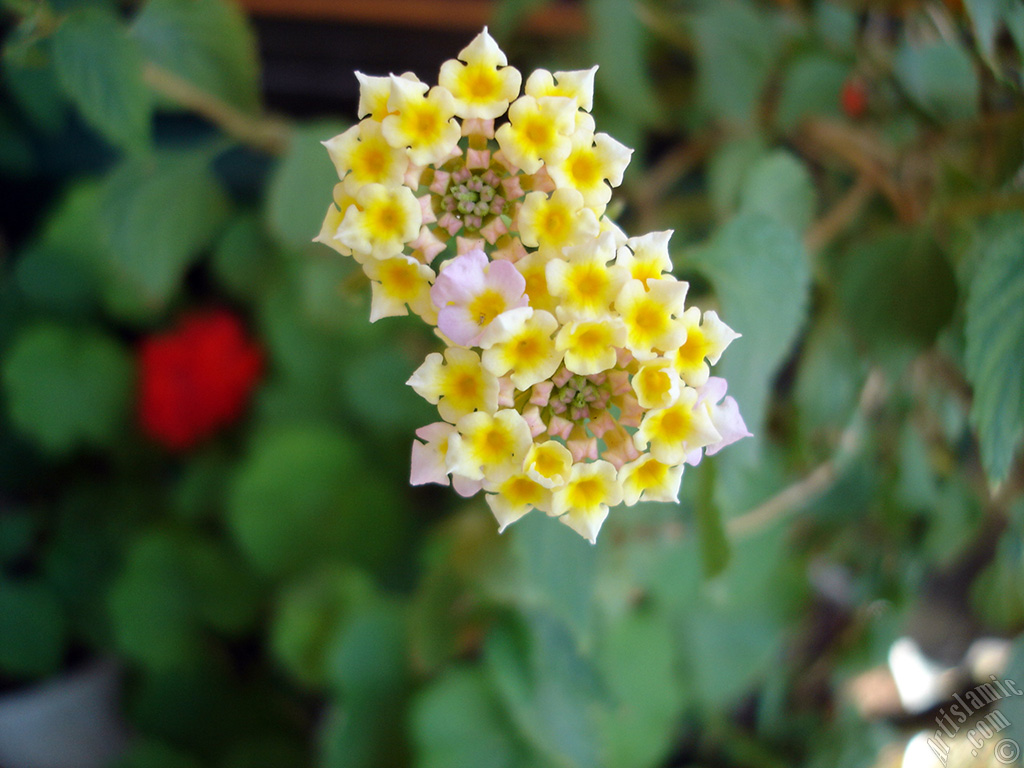 Lantana camara -bush lantana- flower.
