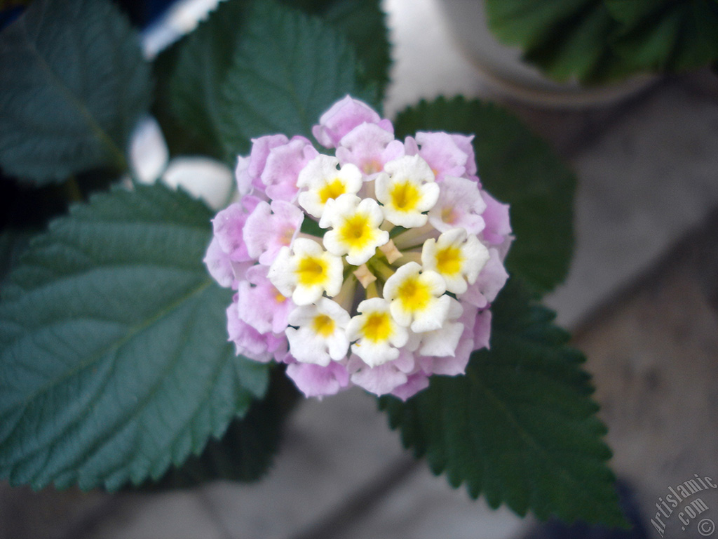 Lantana camara -bush lantana- flower.
