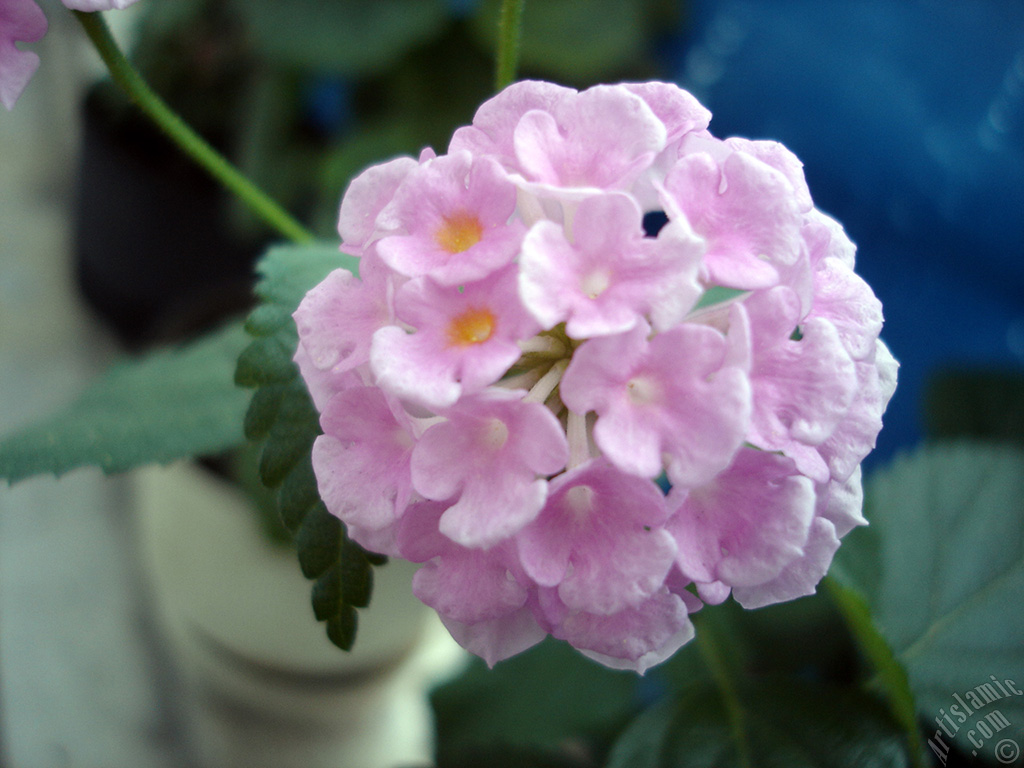Lantana camara -bush lantana- flower.
