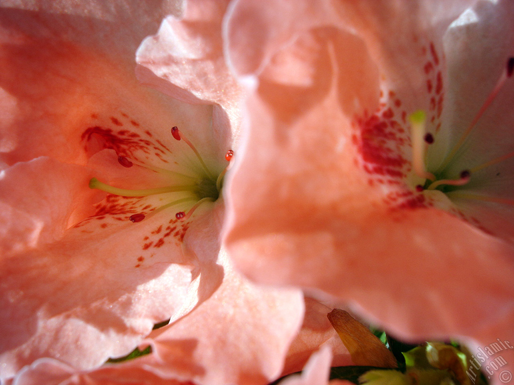 Pink color Azalea -Rhododendron- flower.
