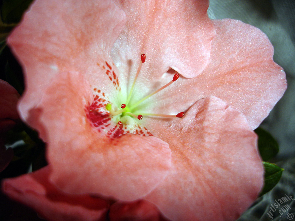 Pink color Azalea -Rhododendron- flower.
