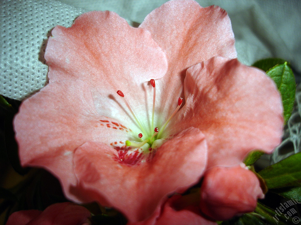 Pink color Azalea -Rhododendron- flower.
