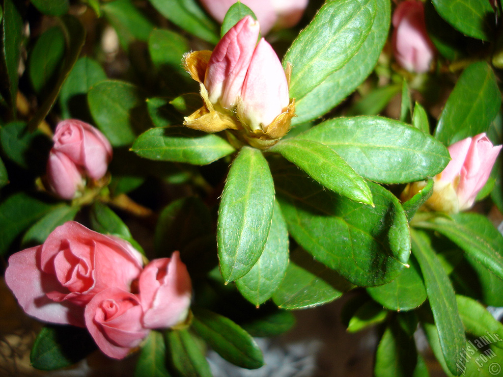Pink color Azalea -Rhododendron- flower.
