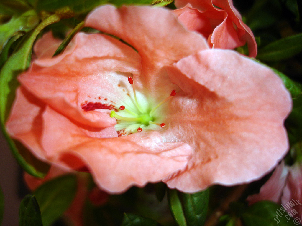 Pink color Azalea -Rhododendron- flower.
