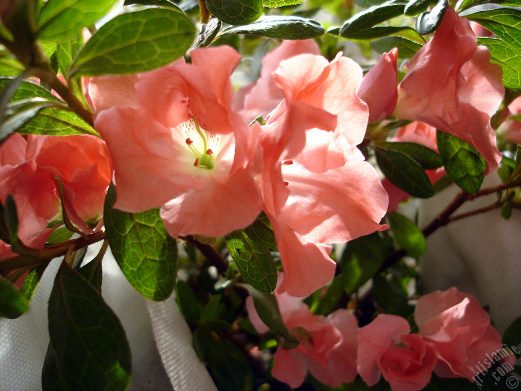 Pink color Azalea -Rhododendron- flower.
