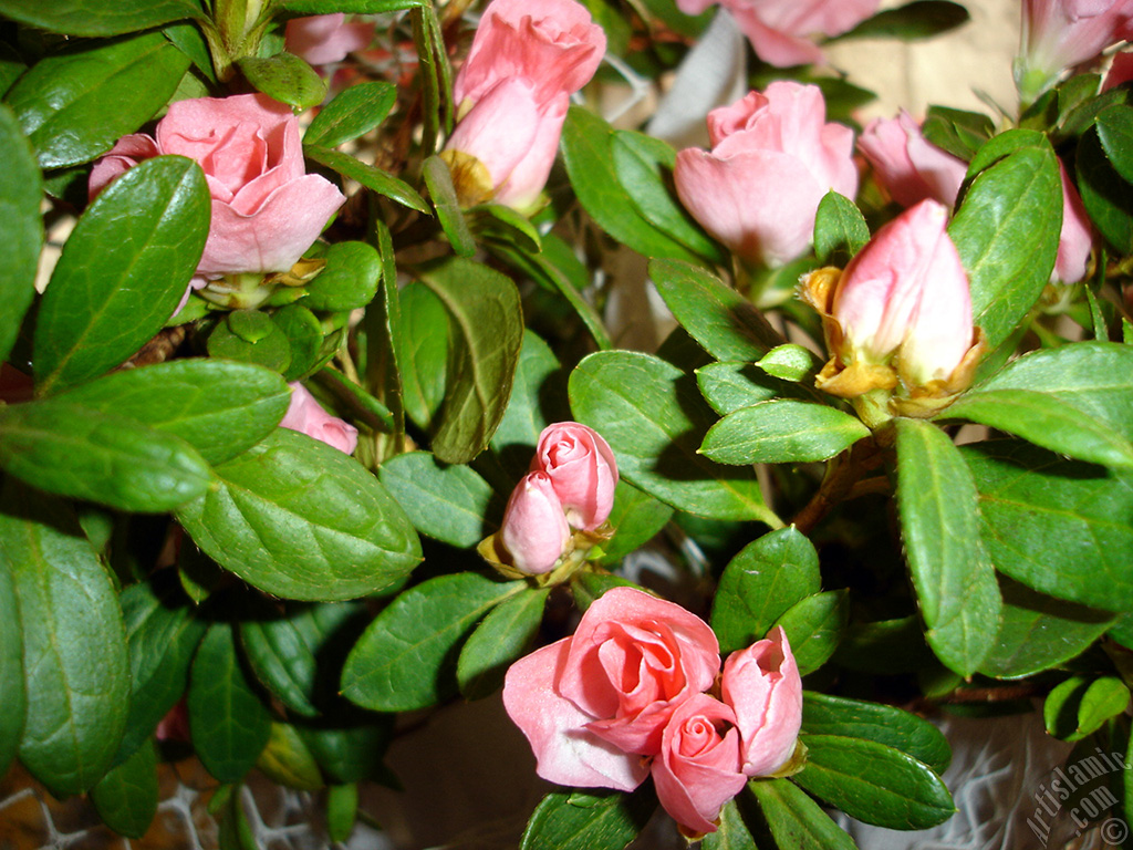 Pink color Azalea -Rhododendron- flower.
