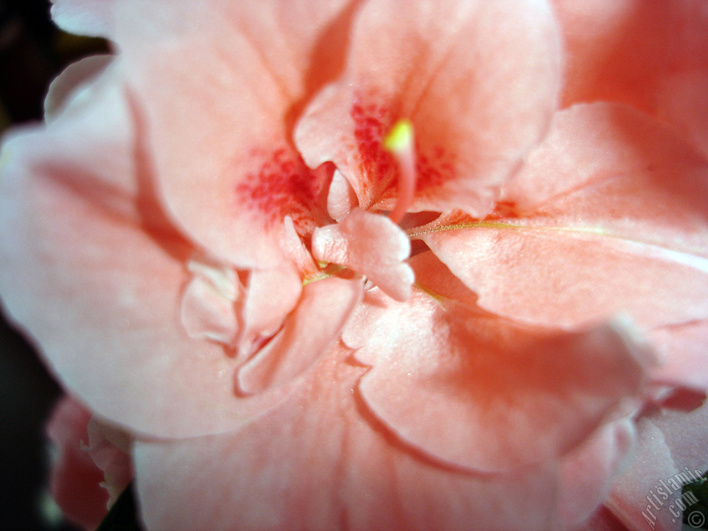 Pink color Azalea -Rhododendron- flower.
