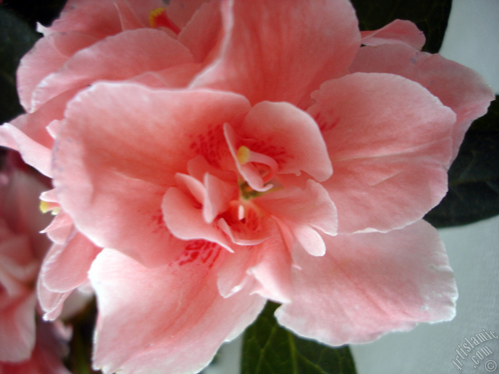 Pink color Azalea -Rhododendron- flower.
