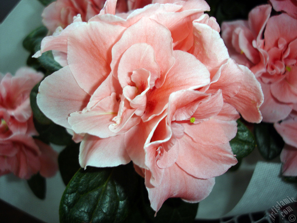Pink color Azalea -Rhododendron- flower.
