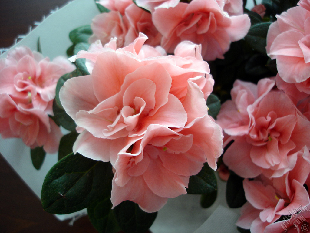 Pink color Azalea -Rhododendron- flower.
