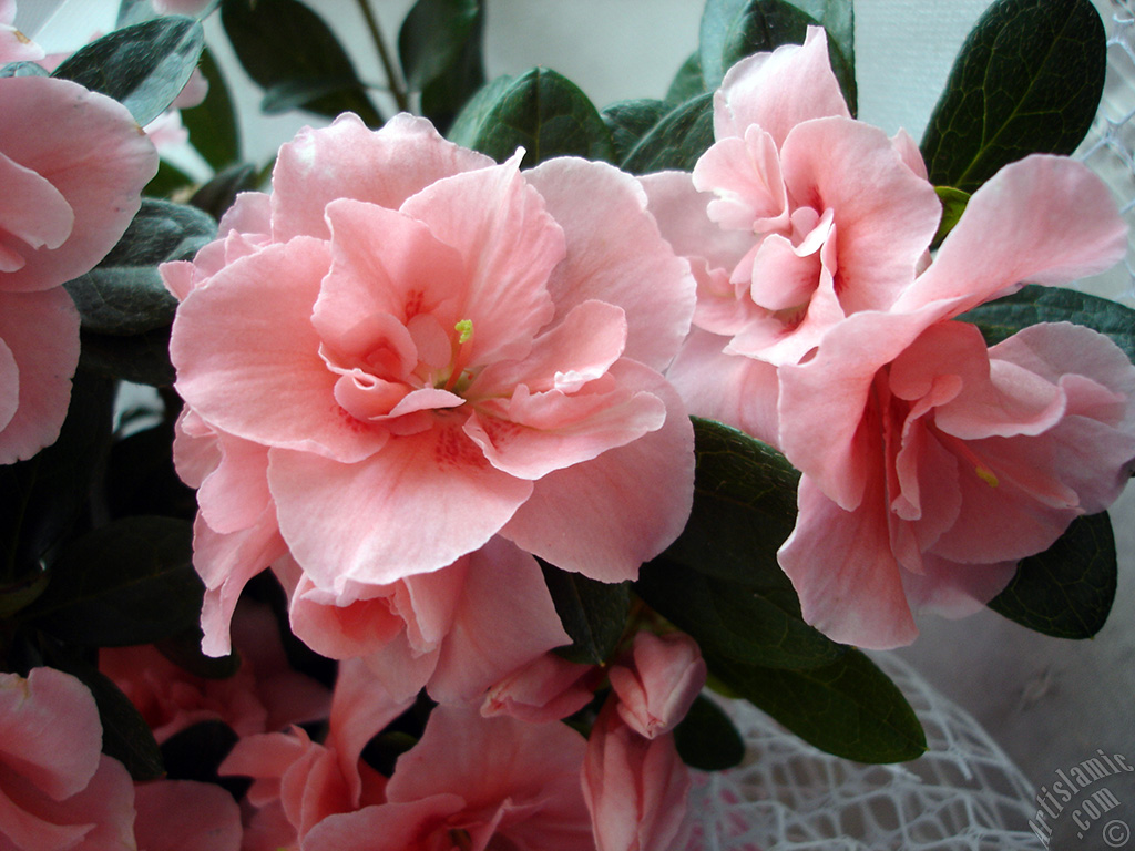 Pink color Azalea -Rhododendron- flower.
