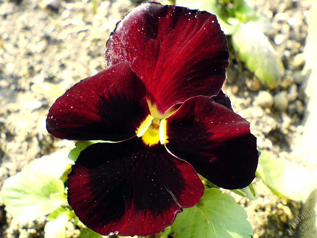 Brown color Viola Tricolor -Heartsease, Pansy, Multicoloured Violet, Johnny Jump Up- flower.
