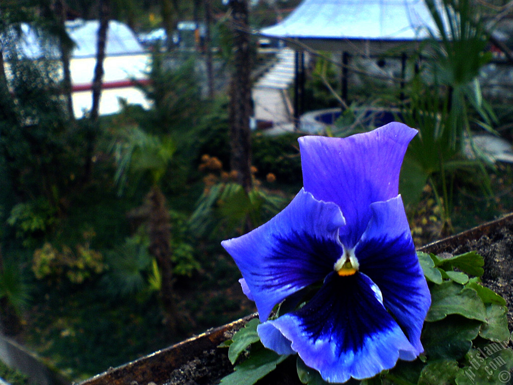 Dark blue color Viola Tricolor -Heartsease, Pansy, Multicoloured Violet, Johnny Jump Up- flower.
