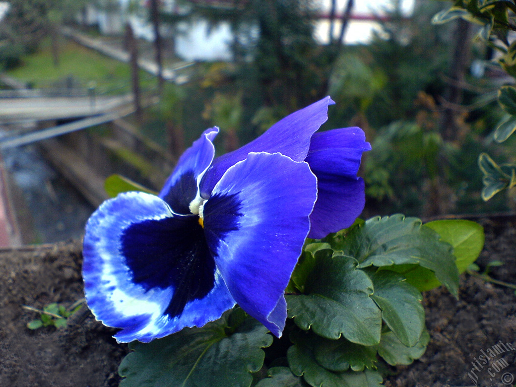 Dark blue color Viola Tricolor -Heartsease, Pansy, Multicoloured Violet, Johnny Jump Up- flower.
